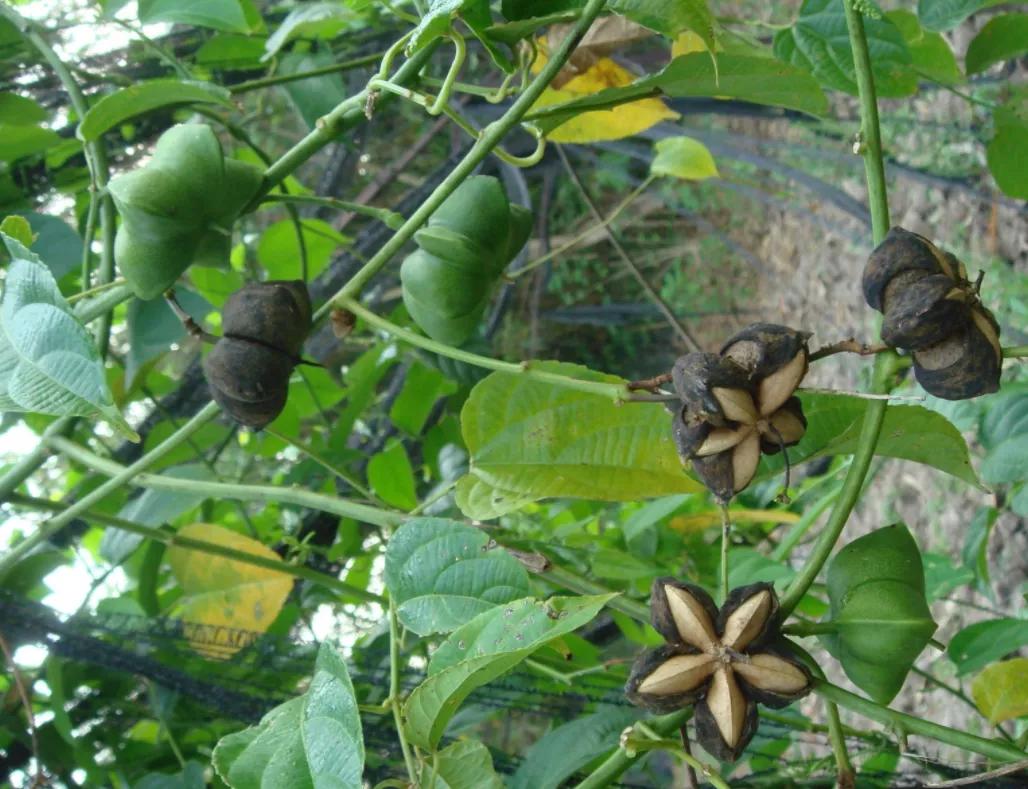 美腾果油什么作用,美藤黄果油