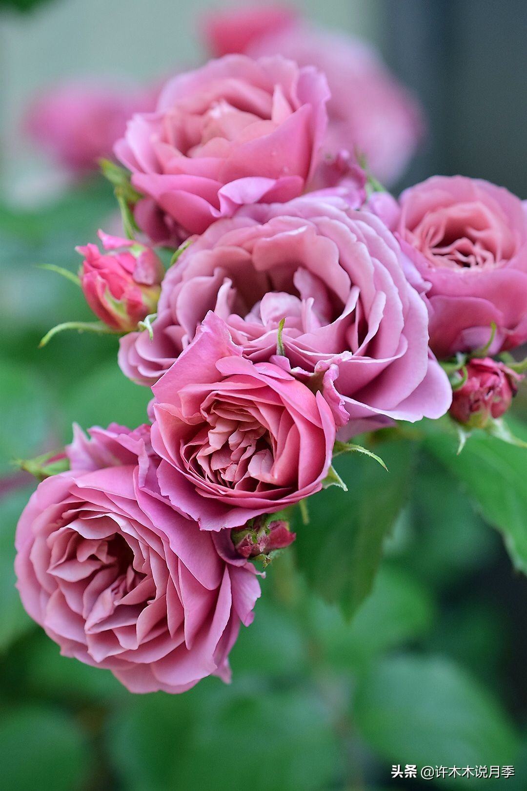 四季开花勤花月季,最好养最勤花的月季