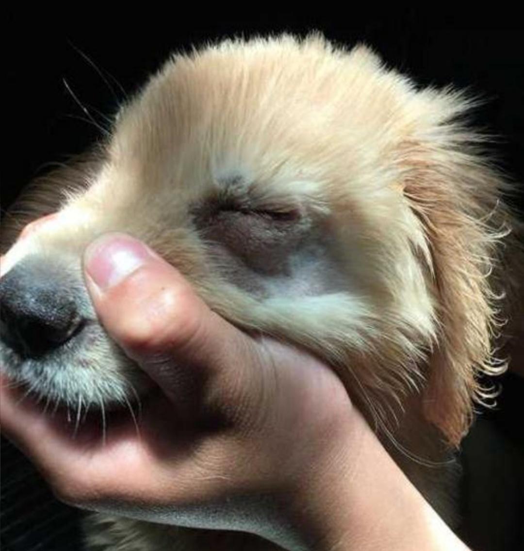 狗狗眼型怎么割双眼皮,狗狗双眼皮手术恢复