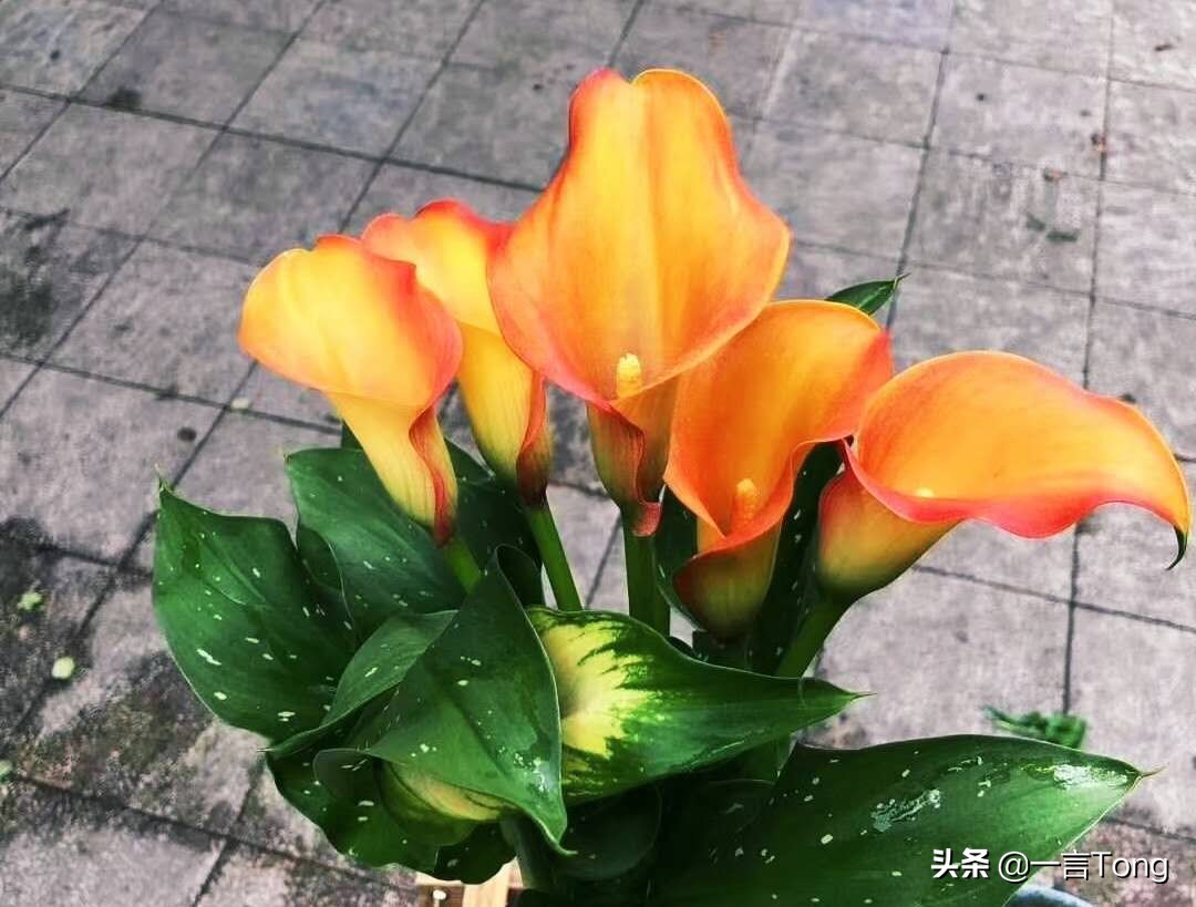 高贵雅致马蹄莲,高贵优雅马蹄莲永生花