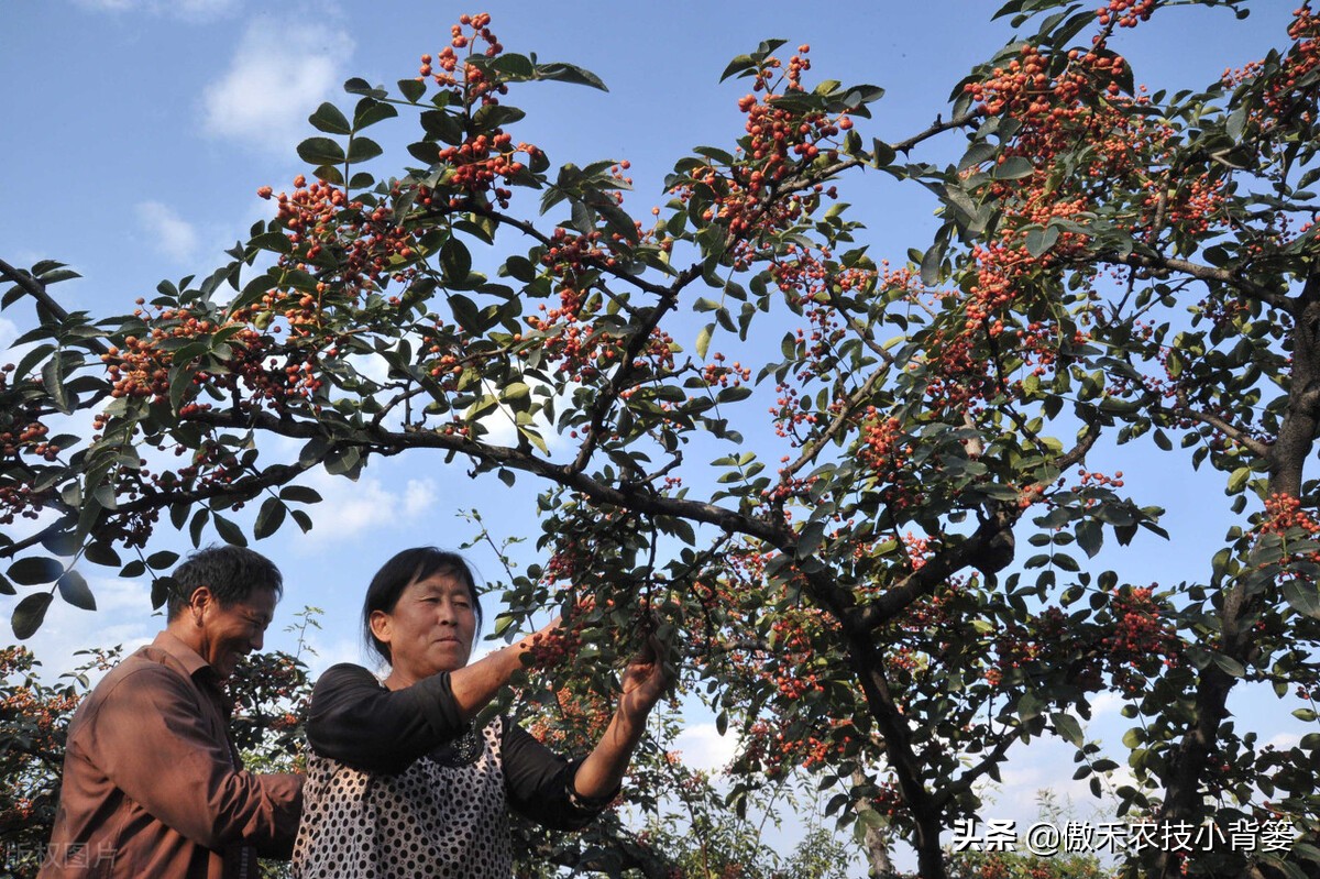 怎样种植花椒成活率高,花椒树怎样种植最好