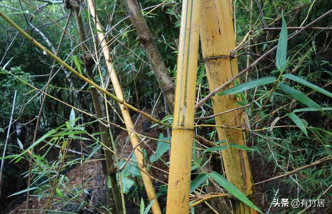 不可食无竹的竹子,宁可不吃肉也得吃竹子