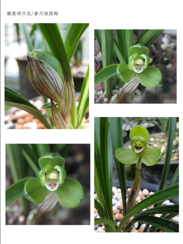 阳台养兰春兰品种推荐,兰友喜欢的春兰品种排名