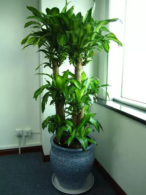 种什么蔬菜可吸甲醛,坪地吸甲醛的植物