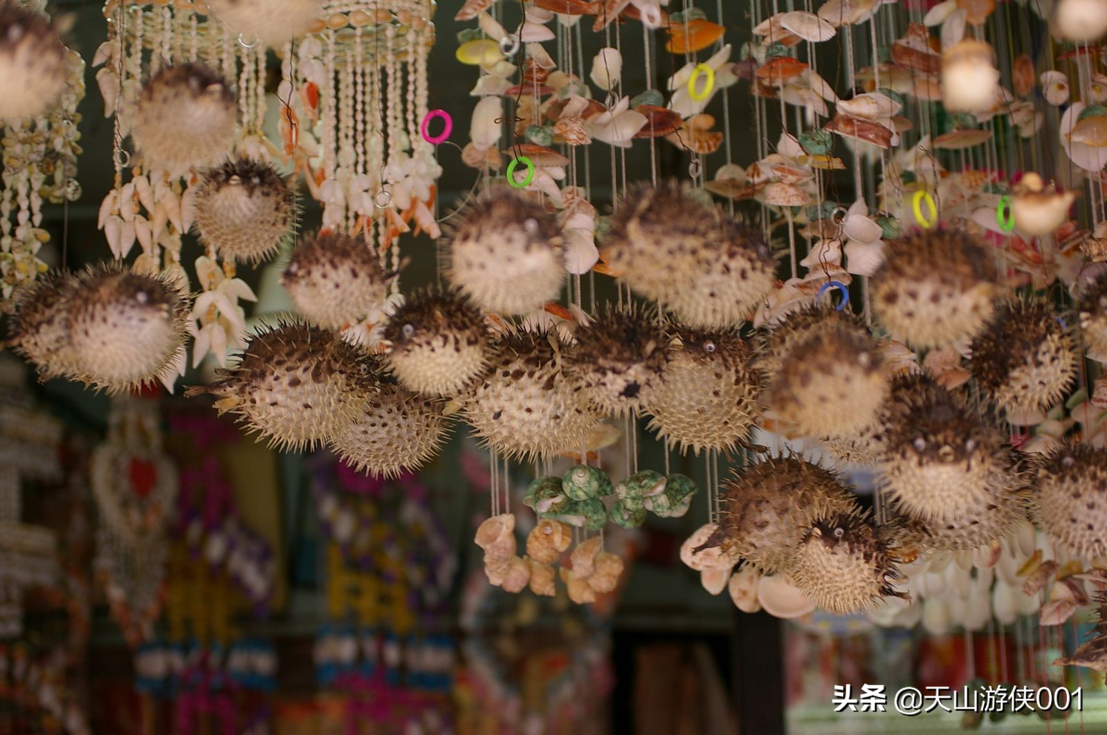 涓浗娓旀潙鐭虫郸鑰佽,瀹佹尝鐭虫郸涓浗娓旀潙