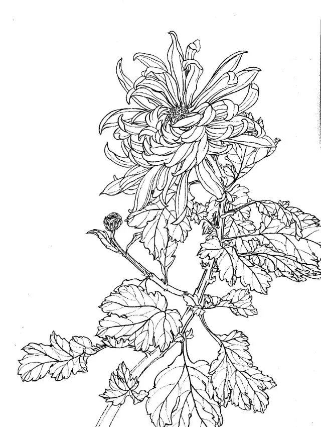 如何画菊花小写意步骤,菊花各种姿态写意画法