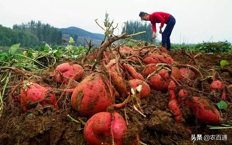 红薯怎么扦插提高产量,晚茬的红薯如何提高产量