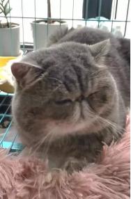 猫咪黄疸严重还能救吗,猫咪黄疸肝炎治好要花多少钱