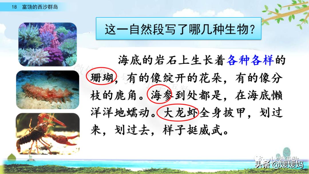 三年级第18课富饶的西沙群岛视频,三年级上册18富饶的西沙群岛笔记