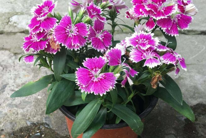 洋葱养花有什么作用,洋葱养花的功效和作用