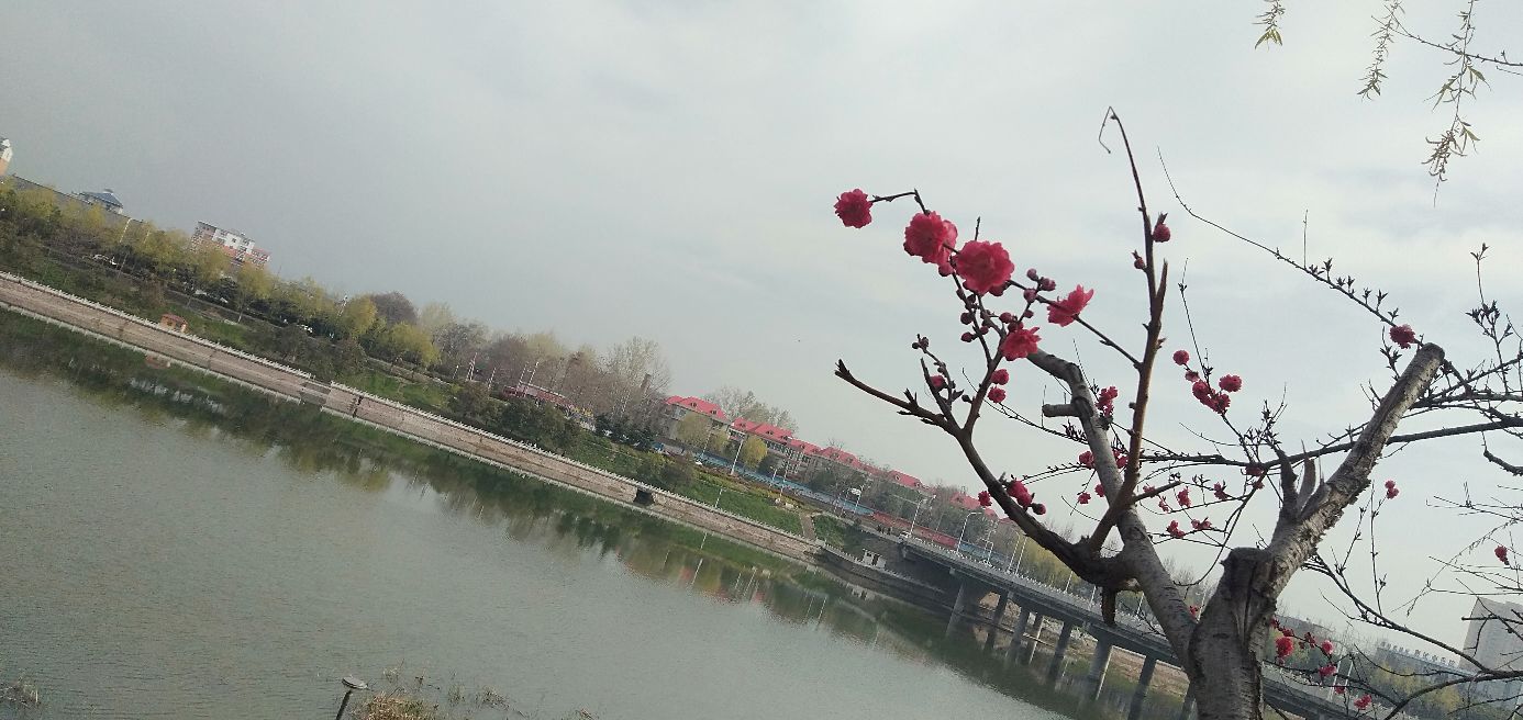 龙与虎说圣诞快乐,龙与虎作者访谈