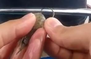 矶钓竿海钓用法视频教程,海钓矶竿钓底正确绑法