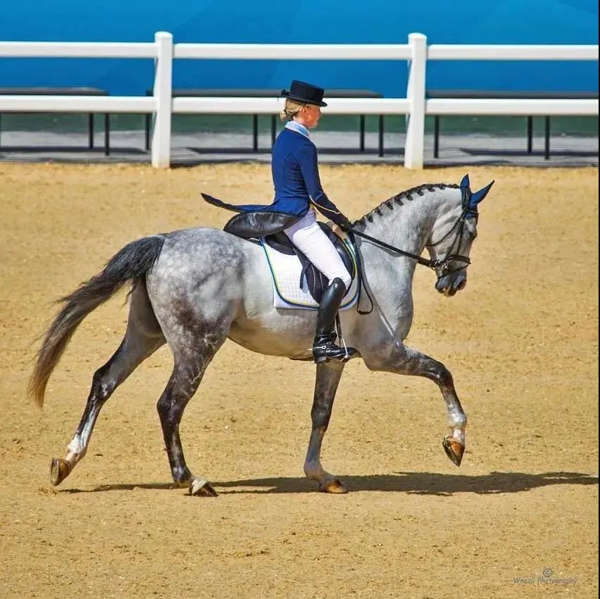 十四运马术室内场馆面积,十四运马术场馆