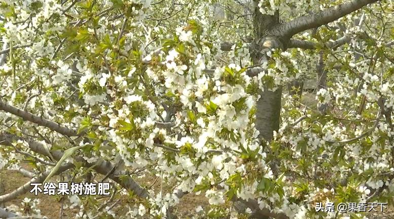 大樱桃发黄落果,大樱桃落果严重是怎么回事