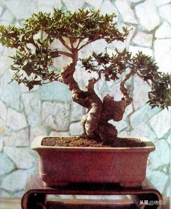 丛林式盆景欣赏,盆景欣赏及制作