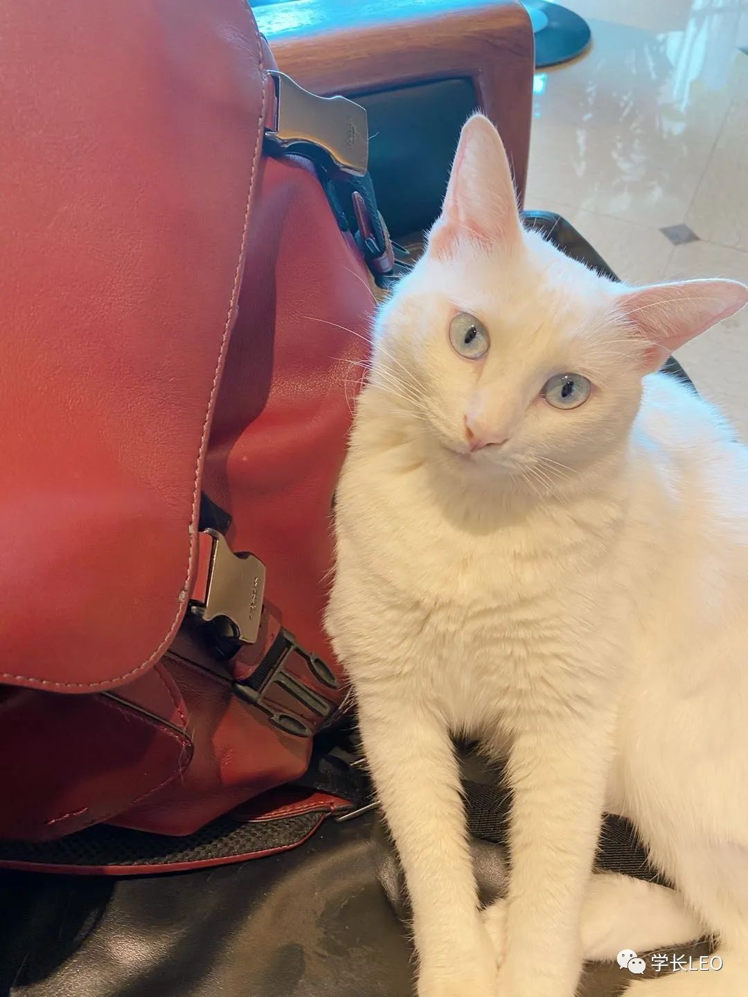 哈佛学长碎碎念：夏天就应该去海边，南方的海有多美？