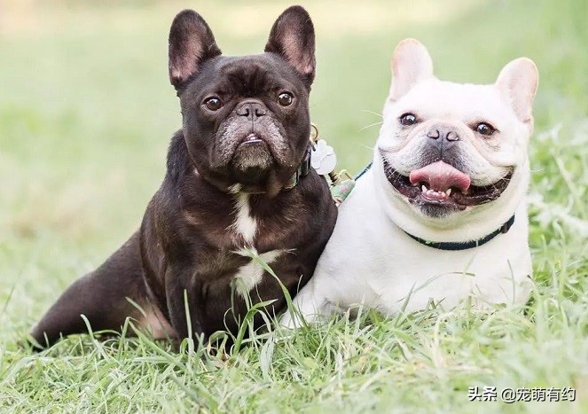 法国斗牛犬夏天该睡什么狗窝,法国斗牛犬夏天防中暑宝典