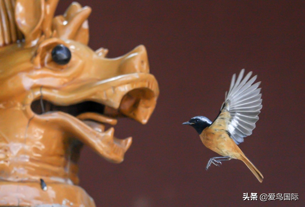 观鸟大年,观鸟作品100幅