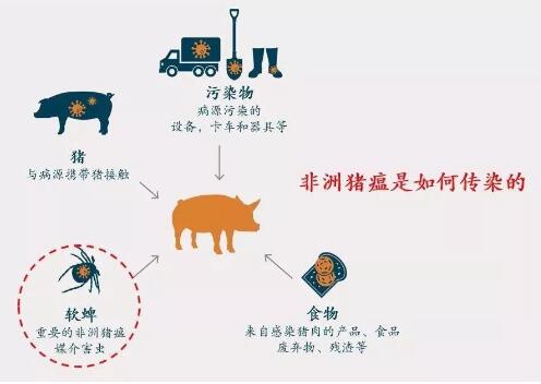 广西紧急部署非洲猪瘟防控!“二师兄”进出必须接受检查