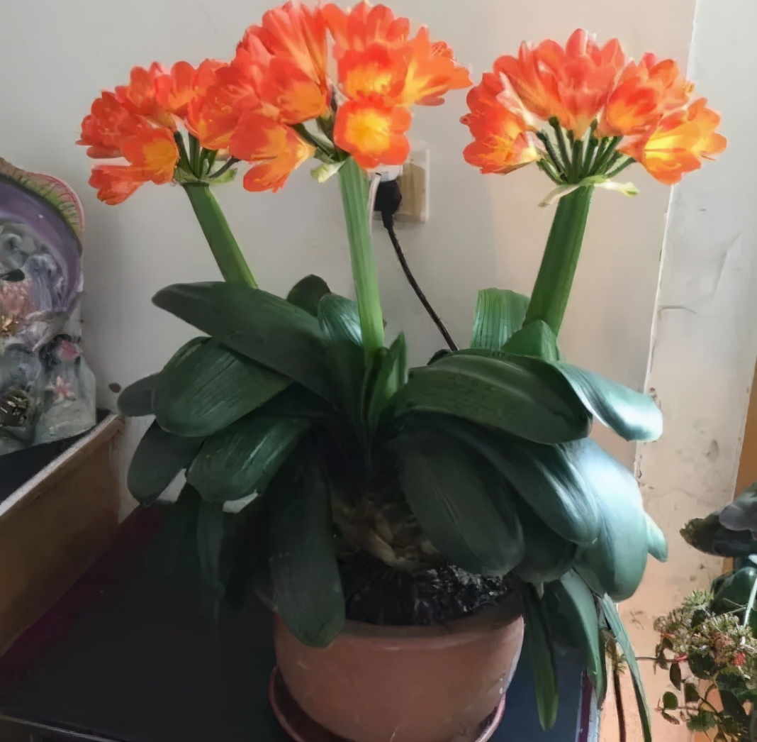 吸甲醛最好的植物花卉是哪几种,家养吸甲醛什么绿植最好