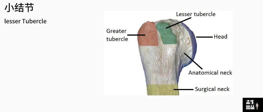 肱骨关节解剖图,肱骨肩胛骨关节图解