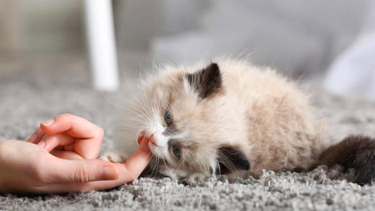 猫有换牙期吗会掉牙吗,幼猫换牙会掉牙齿吗