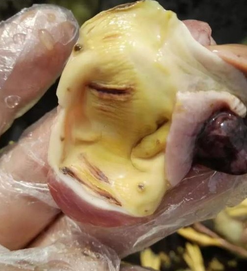 肉鸭脾坏死综合征用什么药,肉鸭脾坏死用什么药效果好