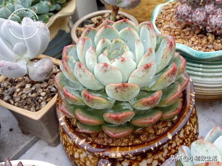 多肉植物掉叶是何原因,多肉植物最近有部分掉叶是何原因