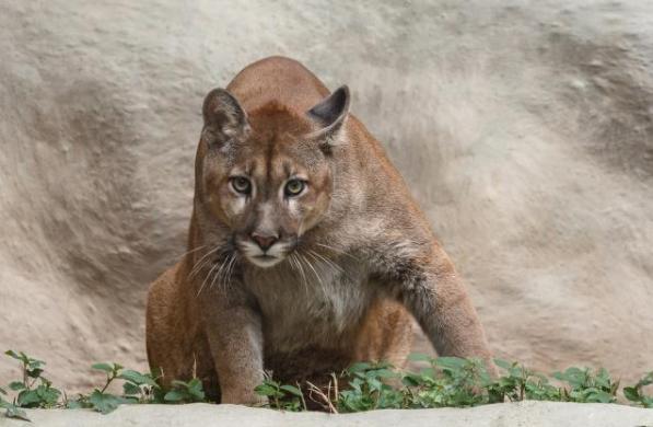 猫科动物战斗力排行榜详细版,战斗力最强的猫科动物排名榜