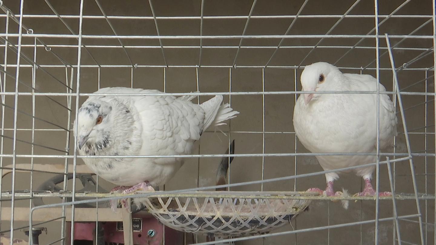 落实两会精神助力乡村振兴,落实市委全会精神六强