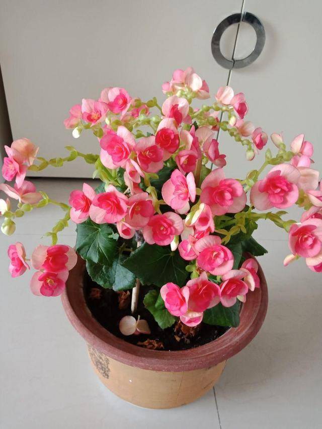 十月适合养什么花,十月现在季节养什么花不怕冷