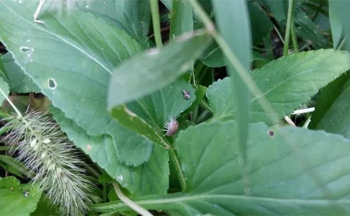 养花的虫害分类及防治,养花如何预防虫害视频教程