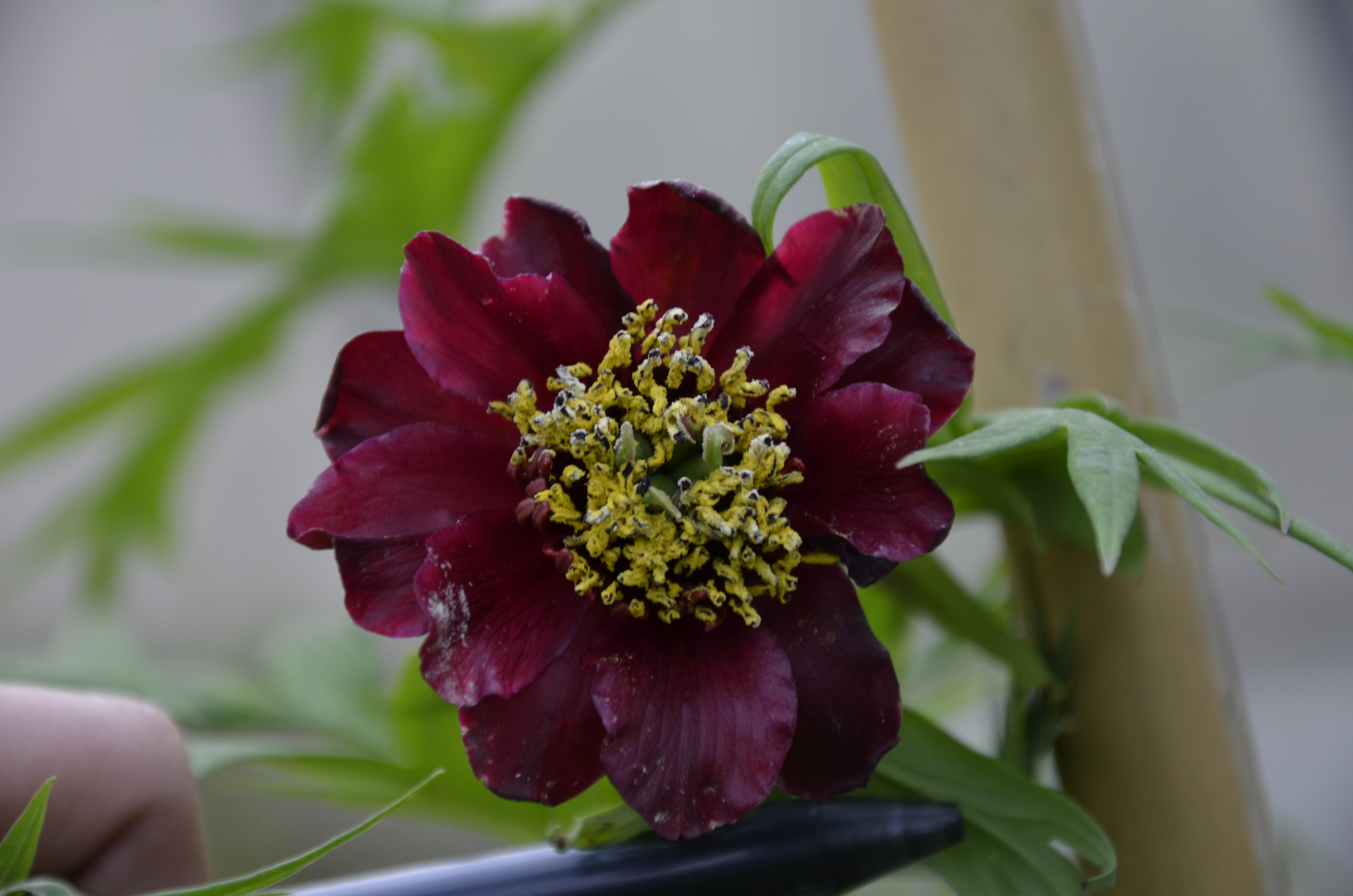 牡丹,熟悉而陌生——“花王”的前世今生,带你重新认识牡丹