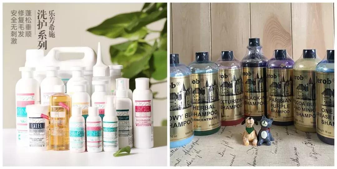 行走的蒲公英猫咪照片,行走的蒲公英猫品种