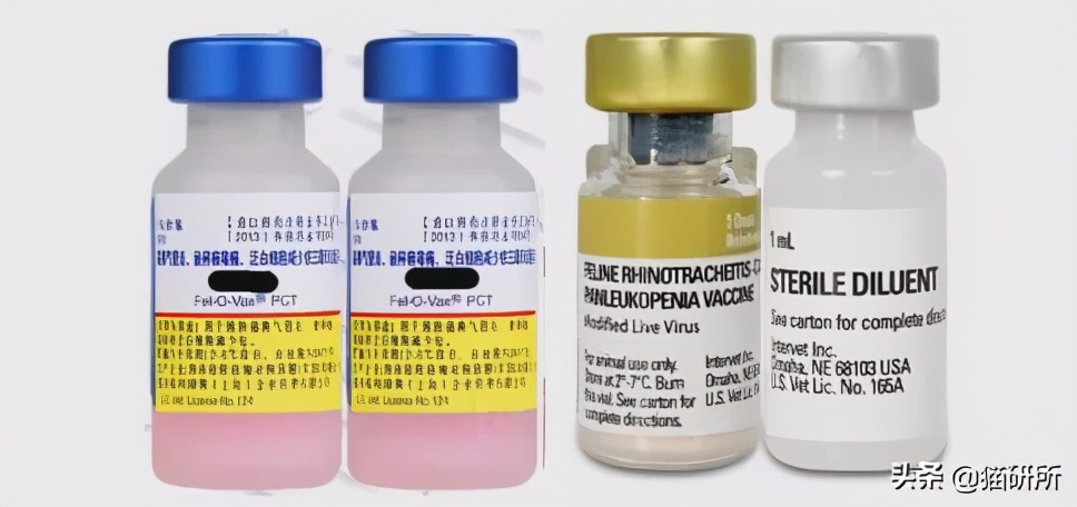 猫咪打了抗体会有什么症状表现,疫苗抗体多久检查一次