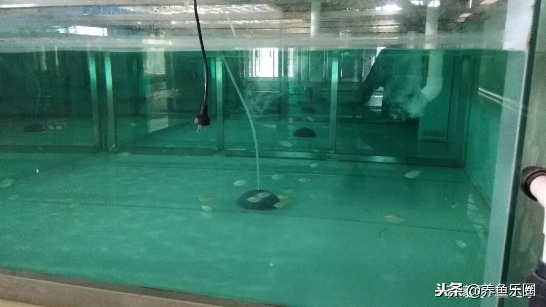 这位土豪家的渔场，光滤材就花了500多万，你确定不要见识一下？