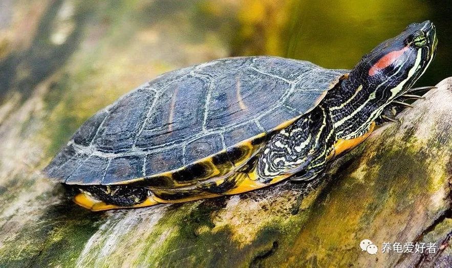 体质虚弱的龟该如何调养,乌龟肝肾出了问题怎么治疗