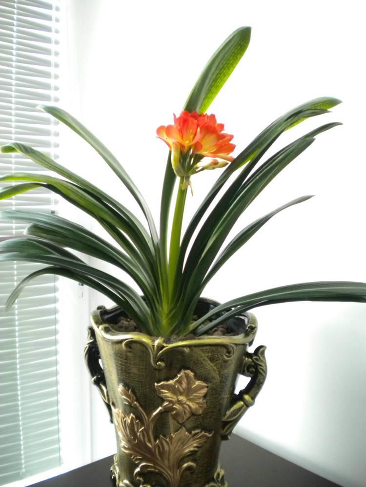 君子兰冬季换盆注意事项有哪些,君子兰冬天换盆注意事项