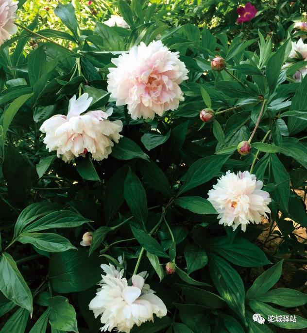 榆林牡丹园,榆林千年牡丹园