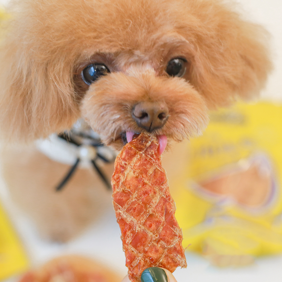 狗狗不吃狗粮怎么办小视频,狗狗不吃狗粮怎么办博美