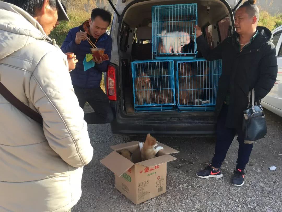 狗市1000块买柴犬,狗市松狮犬出售