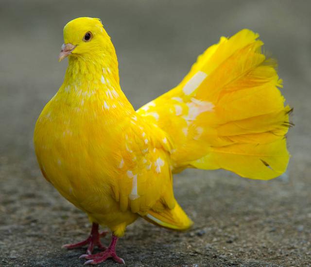 三鸽必有一鹞,三鸽出一鹞三虎出一豹