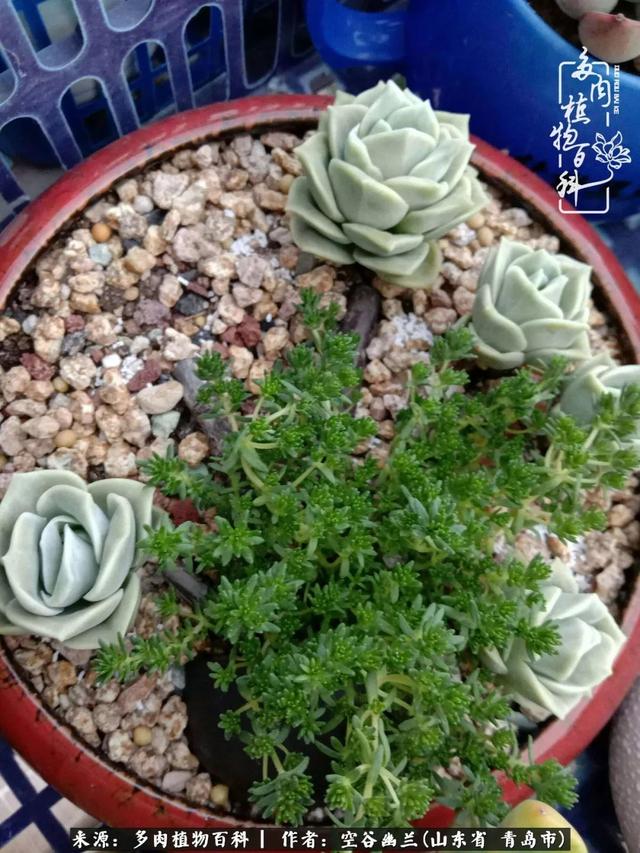 多肉最美的时光,多肉惊艳我的时光