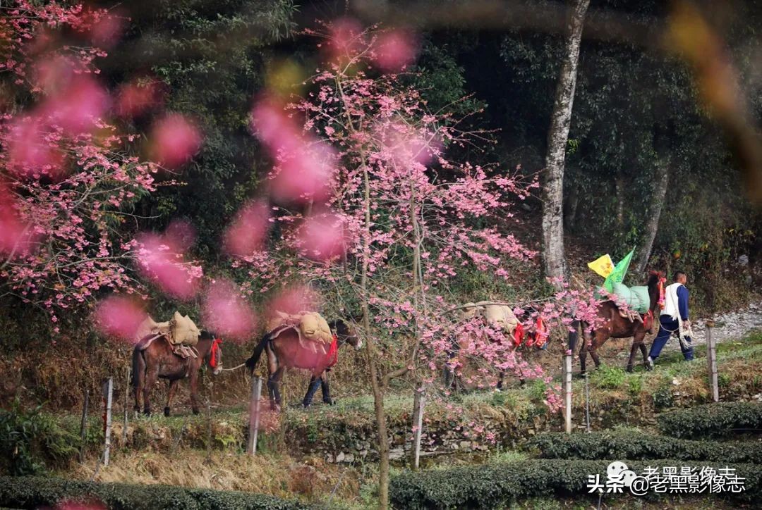 无量山镇游玩攻略一日游,无量山旅游攻略一日游多少钱