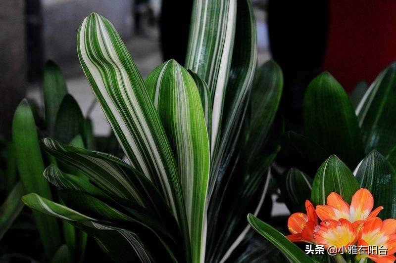 家庭君子兰开花期间怎么浇水施肥,君子兰开花期间怎么浇水加鸡蛋呢