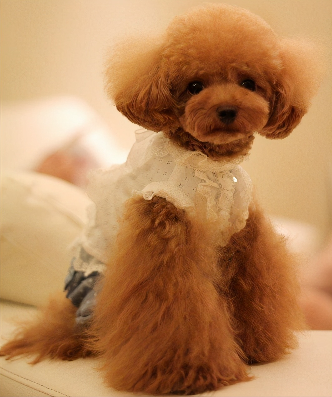 热门小型犬,适合女生养的狗小型犬长不大