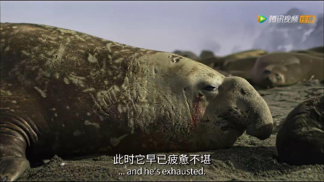 炸裂9.9，BBC再出神片，美得让人脸红