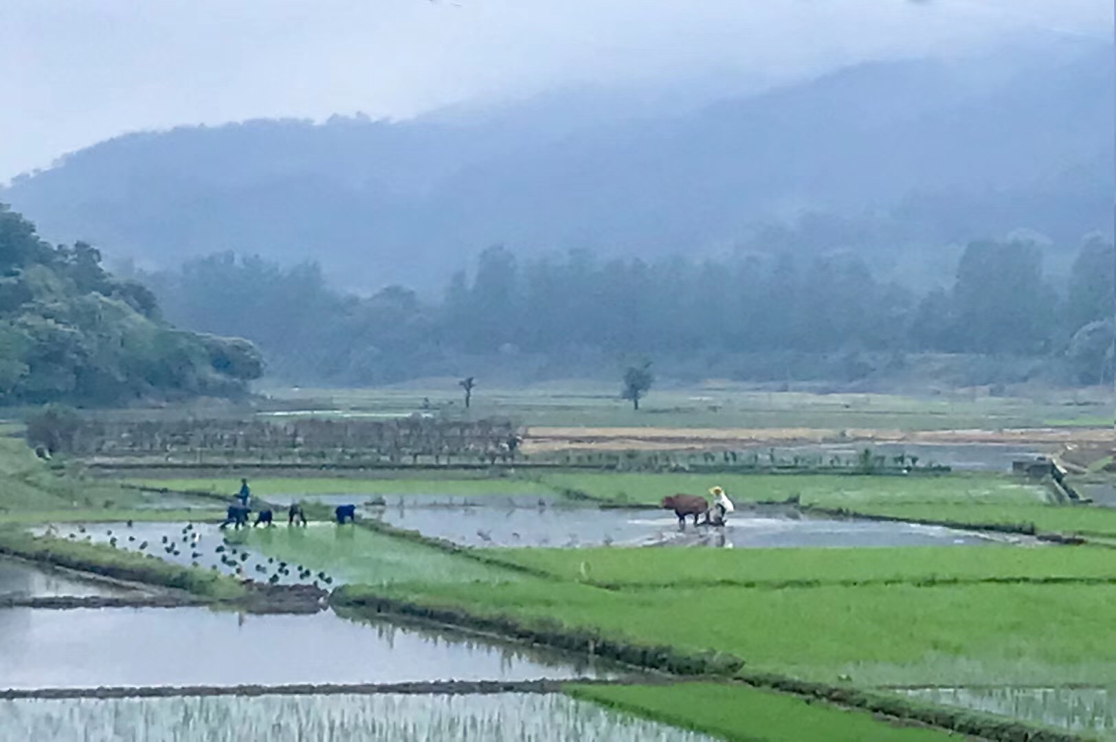 米酒赠勇士，福泽众乡亲——湖北麻城老米酒之乡抗疫探访录