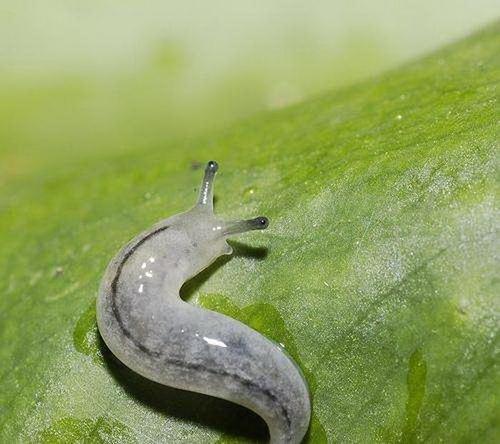 雌雄同体的生物,也有交配之战