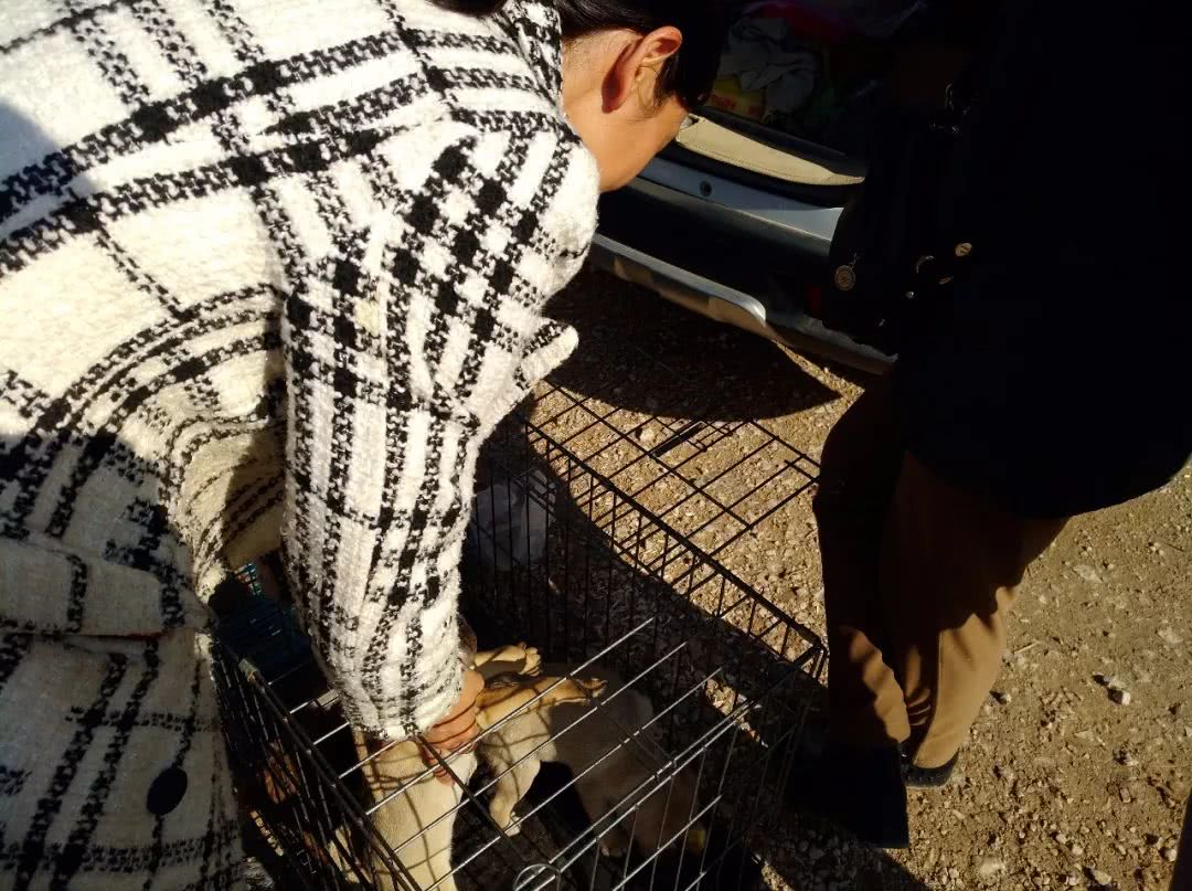 巴哥犬一般卖多钱,网上卖的巴哥犬价200一只是真的吗